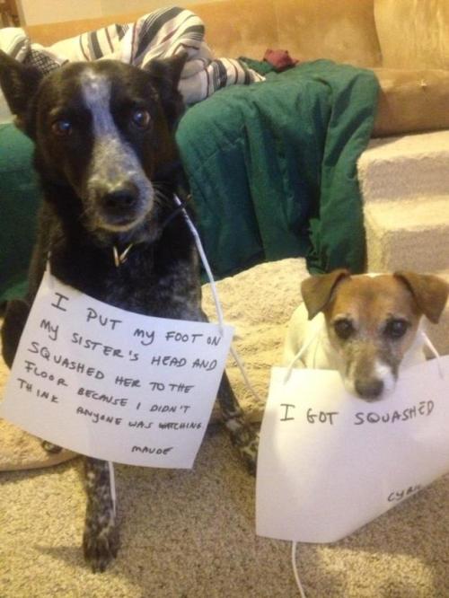 dogshaming:  The Closest Cybil Will Ever Get to an Apology From Maude Maude and Cybil.View Post