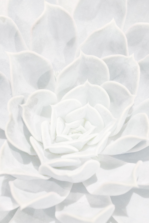 fleura-belle:  minimal blog