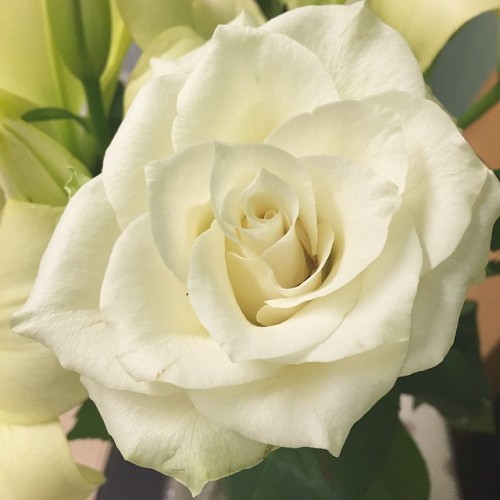 A white rose from me to you #roses #whiterose #whiteroses #flower #flowers #flowerslovers #rose #ins