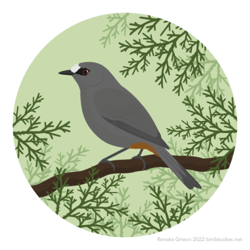 A grey bird with darker grey wing and tail edges and legs, a reddish patch under its tail, a white patch on its forehead, and a black bill and patch around its red eye perches on a branch, surrounded by needle-like leaves against a pale green background