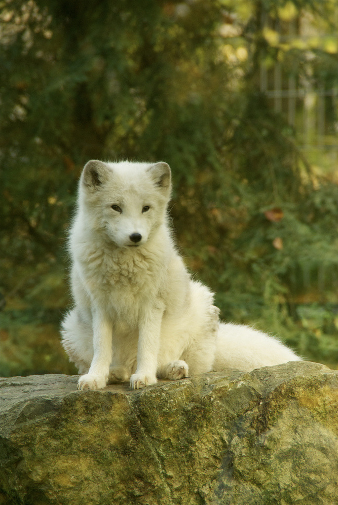 violet-fireflies:  Artic Fox at Osnabrueck Zoo By robineffing