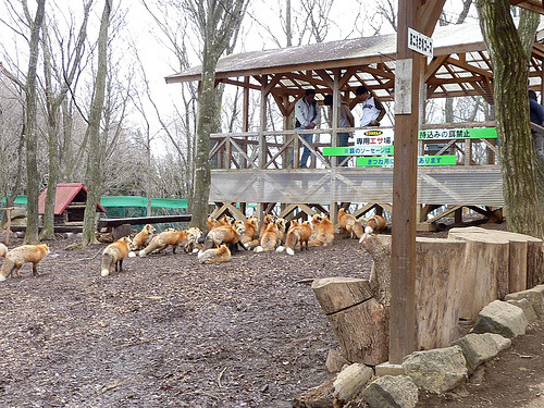 drinkaloneandwatchtv:teratocybernetics:tectonicvixen:*squeak*FOX. FARM. FOX FARM. FOXES. ON. A. FARM