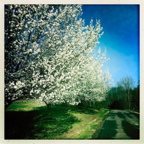 <p>See? This is what I mean. Here’s my street this morning. #outlikealamb #upontheridge #inbloom  (at Ridgetop, Tennessee)</p>