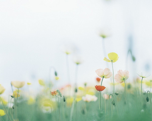 floralls:  by   Atsushi Korome