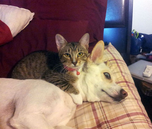 tastefullyoffensive:Cats Using Dogs as Pillows (images via bored panda)Previously: Puppies That Look Like Teddy Bears