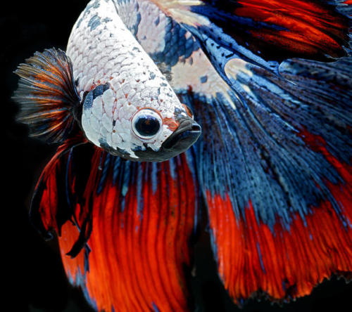 blondebrainpower:Photo Portraits of Siamese Fighting Fish