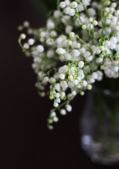 earthanthem:  (via Pinterest) Lily of the Valley by  chick*pea on Flickr