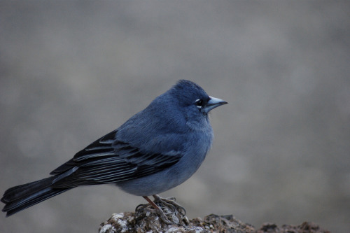 Blue Chaffinch (Fringilla teydea) &gt;&gt;by WestyJ2012