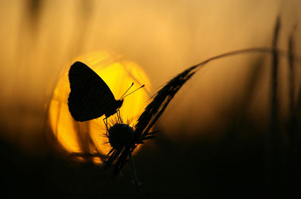 Sunset silhouette