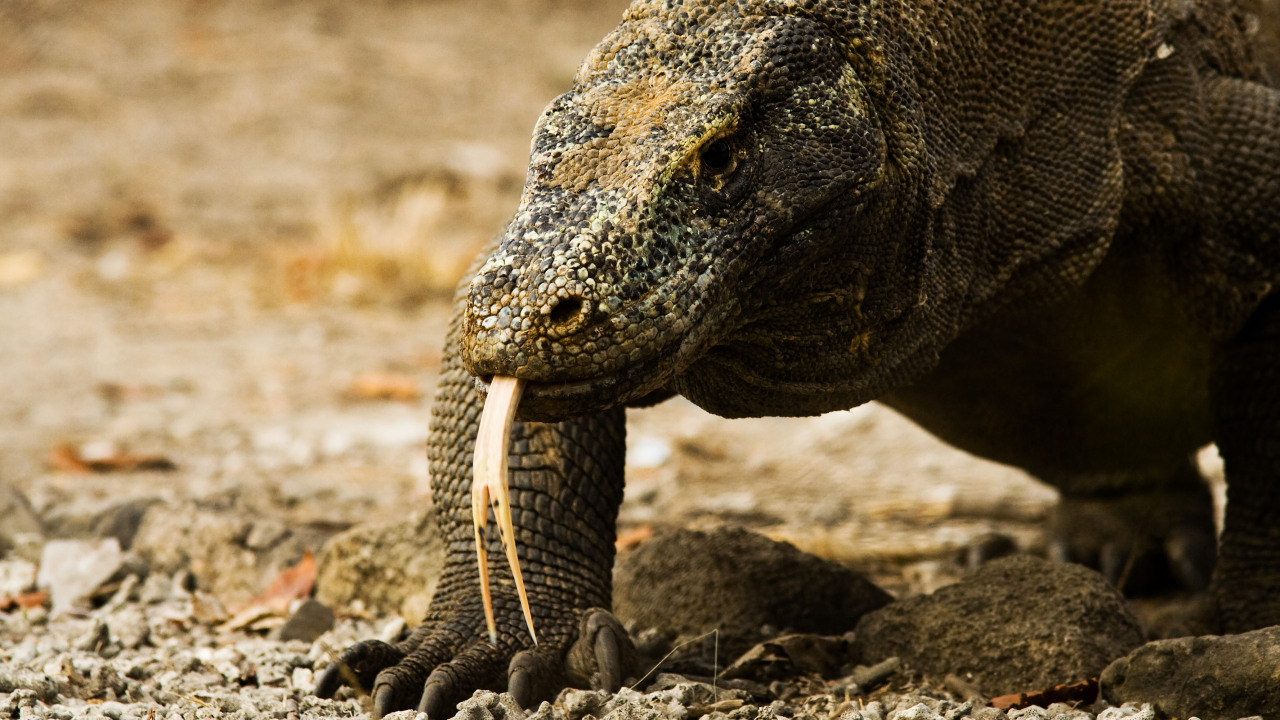 Reptile World