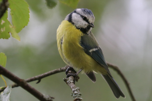 Blue tit/blåmes, Chaffinch/bofink and European robin/rödhake. 