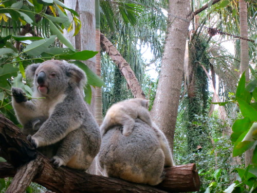 waikikiwi: papaya-nuts: awww tropical babes come over here  ♡♡ active jungle blog ♡♡