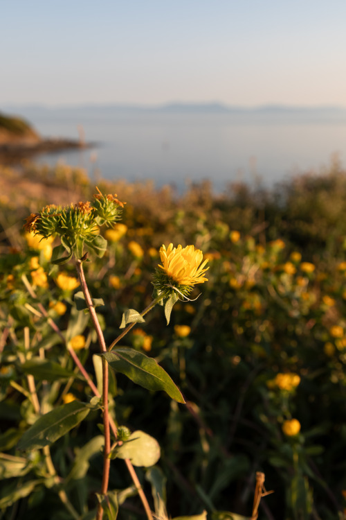 Summer View