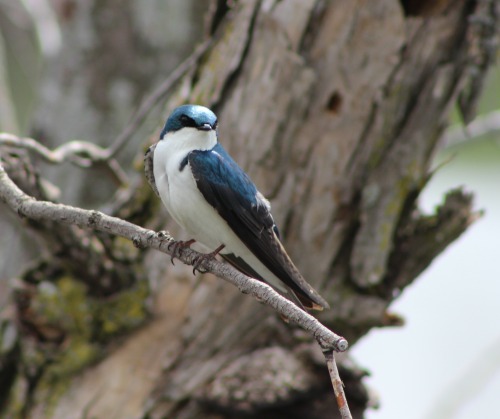 Tree Swallow