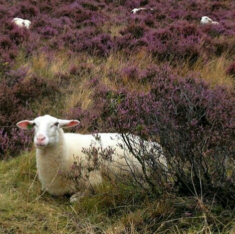 littlesugarplumfairy:Moodboard: Autumn in the Scottish Highlands