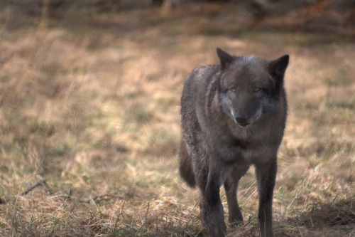 My husband treated me to a visit to Wolf Park in Battle Ground, IN. Couldn’t wait to share one