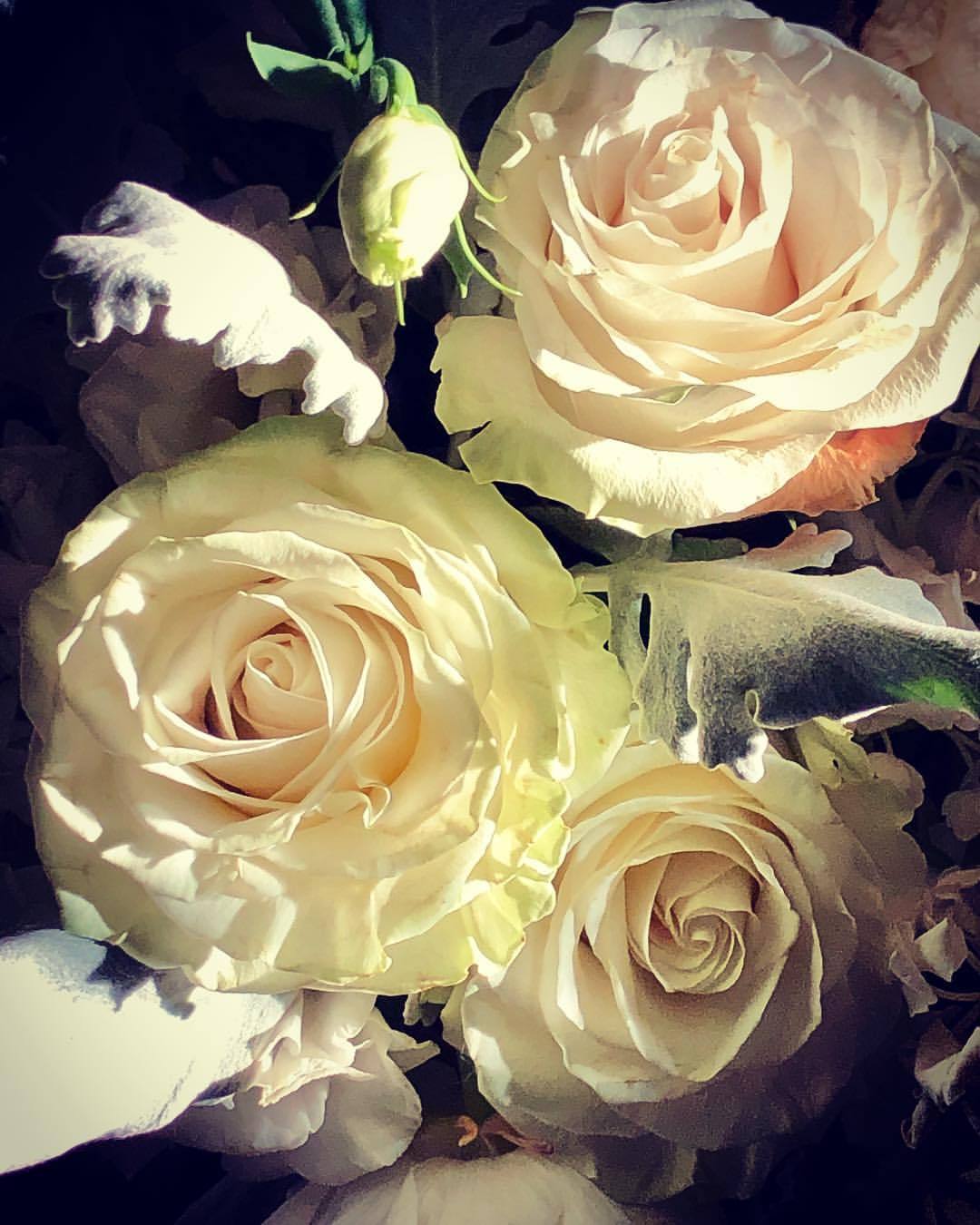 Like a painting. I took this today in the afternoon sun coming through the back room.