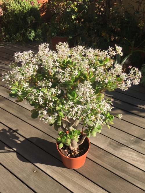 greenlook-garden:One of my Jade plants, full of flowersUna de mis plantas de jade, llena de flores