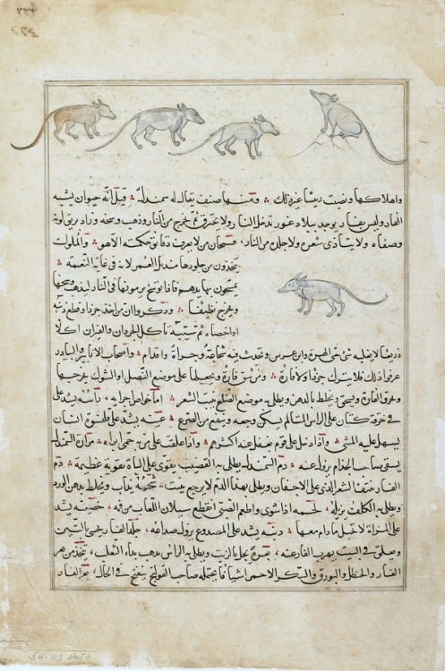 heracliteanfire: Folio from Aja’ib al-makhluqat (Wonders of Creation) by al-Qazvini; Mice (Far