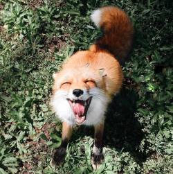 awwww-cute:  Happiest fox on earth (Source: