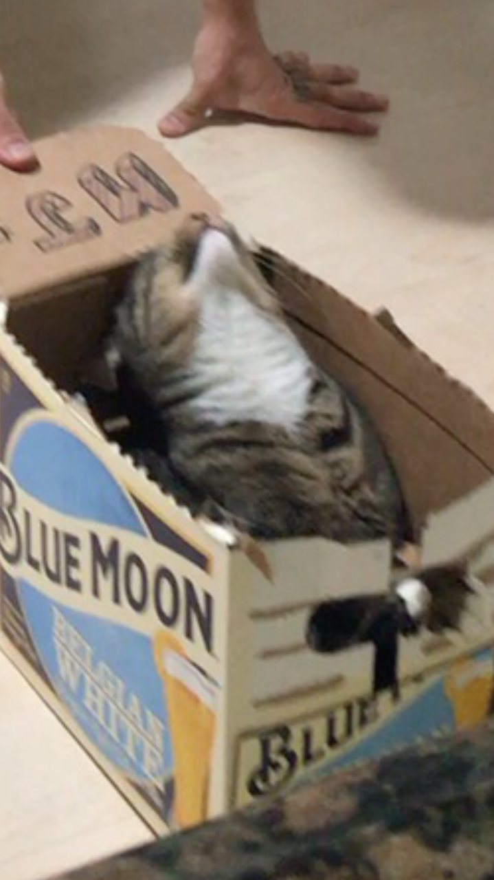 Unflattering Cat Selfies
