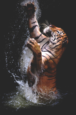 worldfam0us:  Tiger in Water | WF 