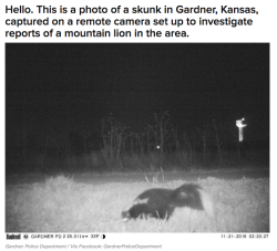 fat-mabari:  buzzfeed:  weirdbuzzfeed: Police Set Up A Camera In Kansas To Find A Mountain Lion And WTF Is Happening For their part, the Gardner police said in a Facebook post that they thought it was pretty damn funny. “We would like to sincerely thank