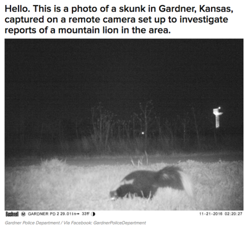 harvestown:  fat-mabari:  buzzfeed:  weirdbuzzfeed: Police Set Up A Camera In Kansas To Find A Mountain Lion And WTF Is Happening For their part, the Gardner police said in a Facebook post that they thought it was pretty damn funny. “We would like to