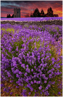 llbwwb:  Lavender Light by Alan Coles