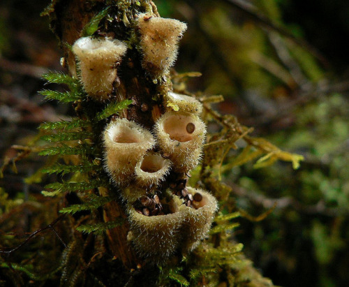 libutron: Nidula niveotomentosa | ©Steve Reekie Common names: Bird’s nest fungus, Woolly 