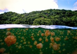 crookedindifference:  4quarius:  It might look like someone taking their life into their own hands, but thankfully this lake is the only place in the world where you can swim safely amongst millions of jellyfish. In ‘Jellyfish Lake’ on the Pacific