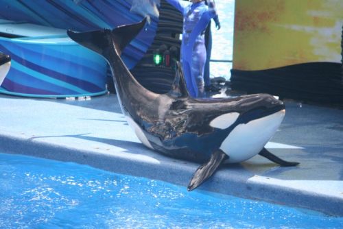 Gender: MalePod: N/APlace of Capture: Born at SeaWorld of FloridaDate of Capture: Born November 23, 