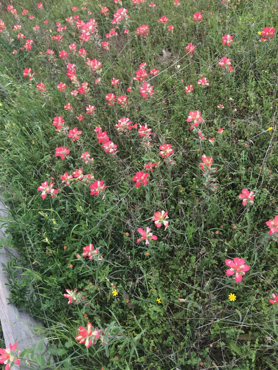 luvlymelon:  Texas 4/9/15