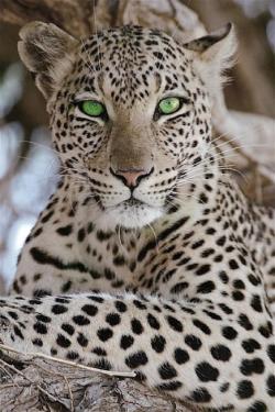 llbwwb:  Green eyed leopard..by Noname