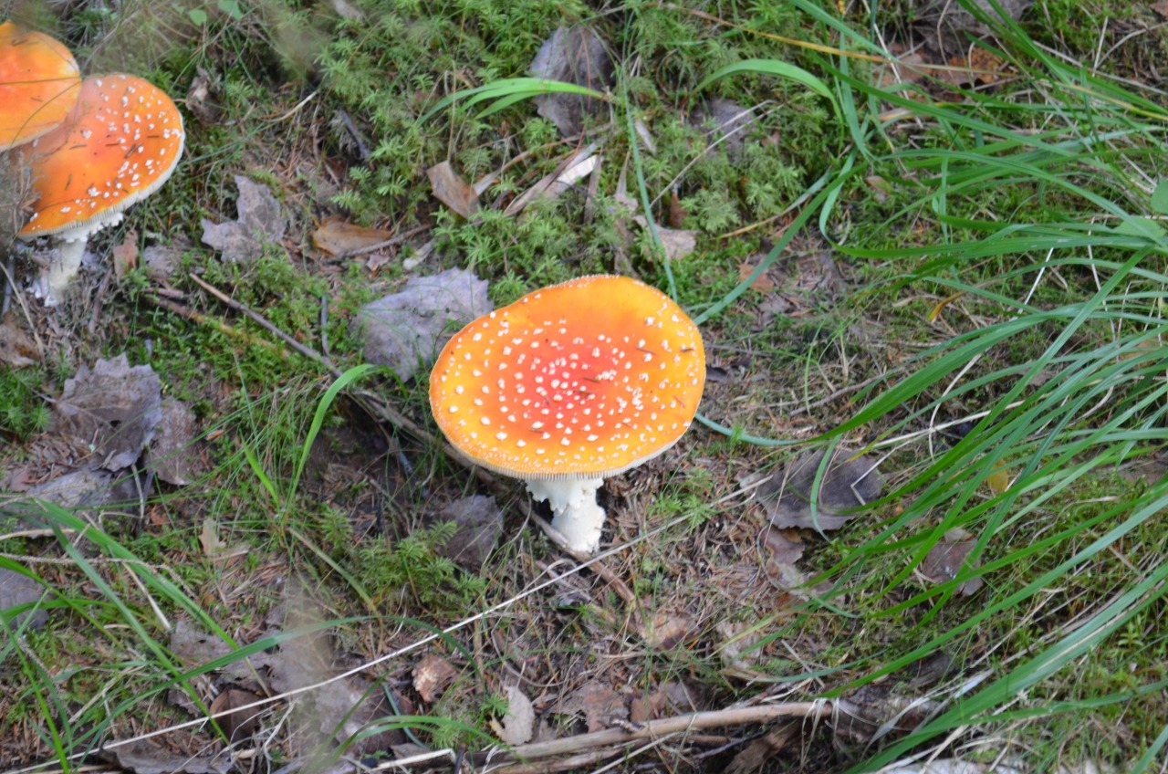 morigrrl:  Fly agaric