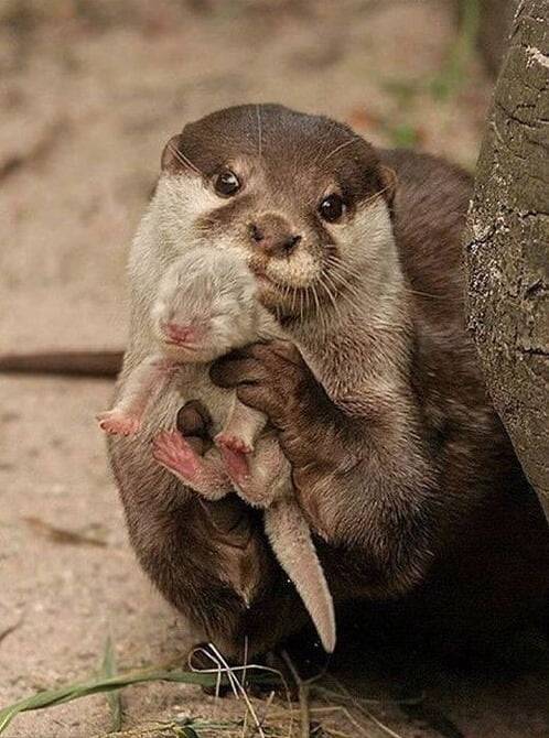Otter with baby…https://painted-face.com/