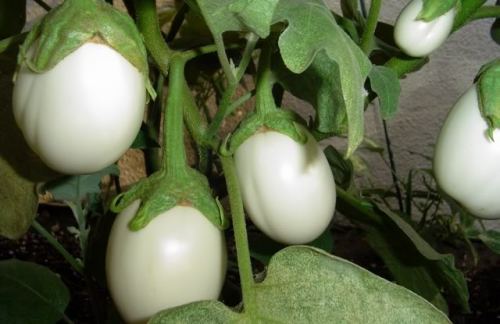 milk-chiller2:Reminder of: reason for eggplant’s name
