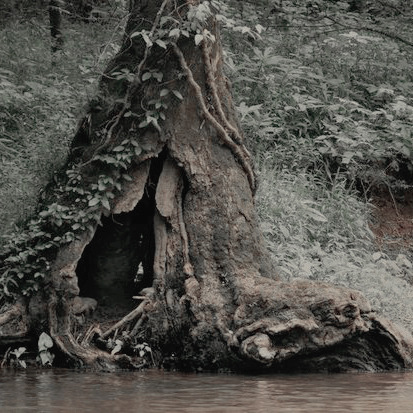 calliophies:Uprooted: Sarkan“Flowers were blooming everywhere: flowers I had never seen, strange blo