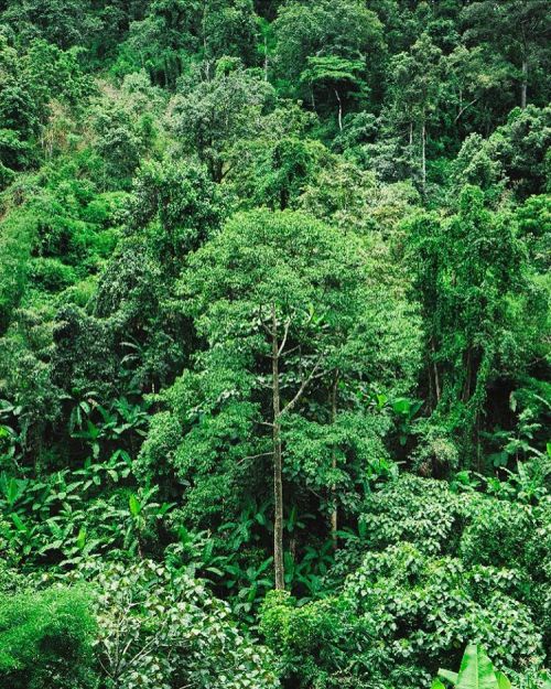 joelmaggie:  #jungle   Jungle/tropical blog