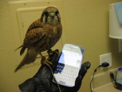 ranetree:  blackyote:  Was going to text a friend when suddenly… kestrel! (In her defense, this is the glove I wear to feed her.  I put it on then got distracted.  lol)  She looks so perplexed. human hUMAN HUMAN IS THIS MY DINNER HUMAN I DO NOT THINK