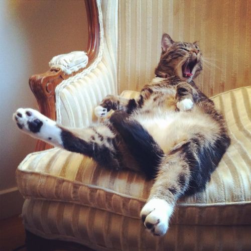 #throwback to this weird position Frank used to chill in all the time&hellip; #tbt #catsofinstag