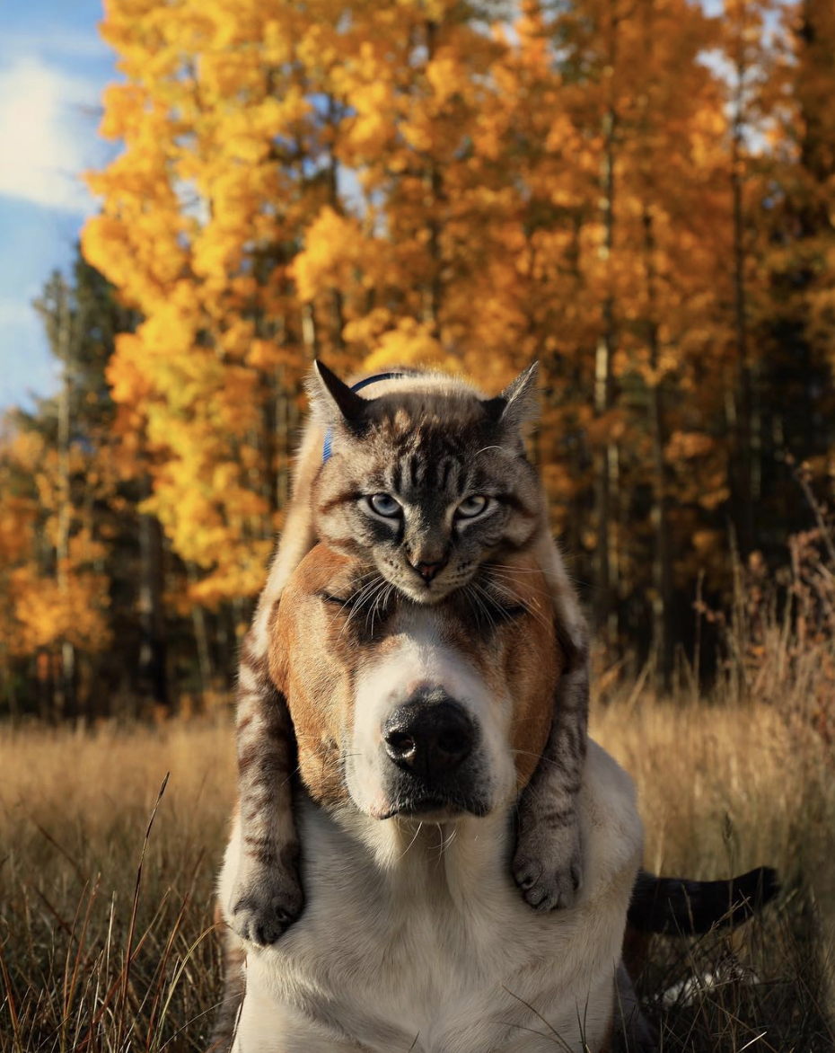 Best friends forever 🐕🐈❤️