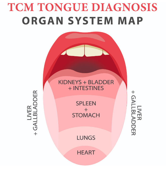 The tongue's TCM connection to the organs