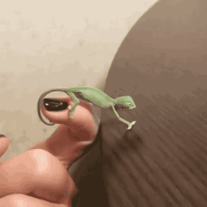 thefingerfuckingfemalefury:  ayellowbirds:  gifsboom:   tiny chameleon. [video] 