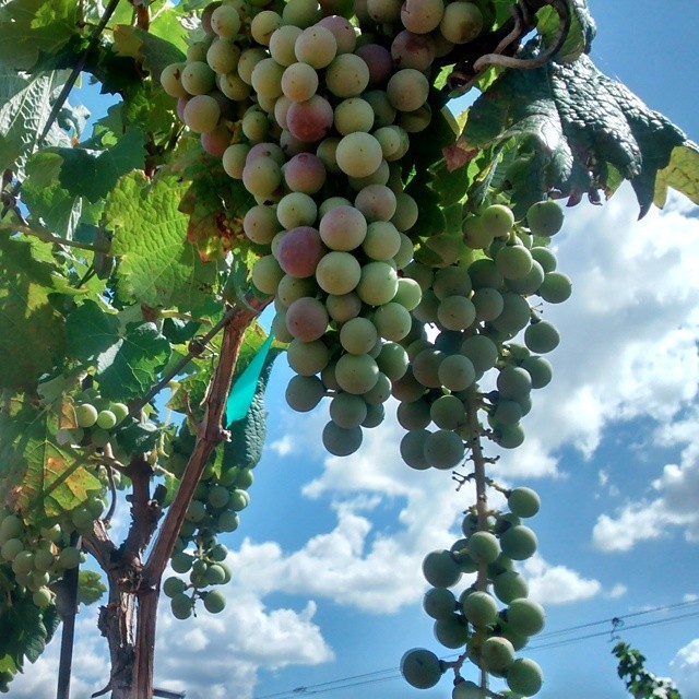 It’s a ridiculously perfect day for #wine #nofilter #sonoita #arizona #winecountry