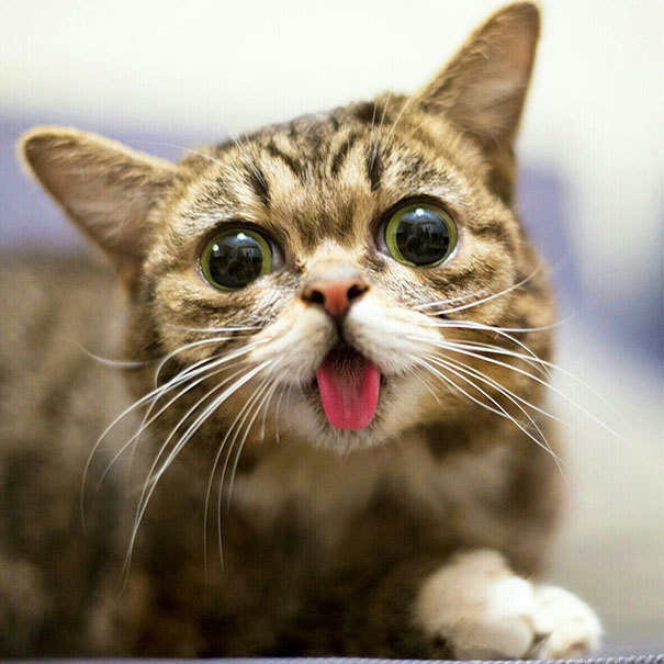 odditiesoflife:  Lil Bub — The Celebrity Kitten with a Positive Message This is