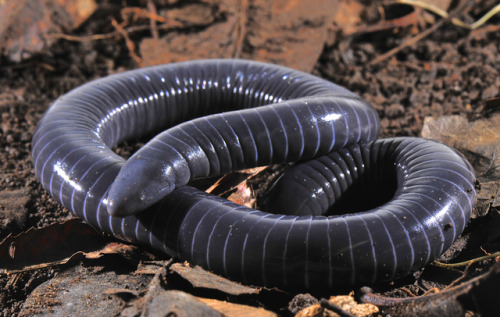 lovingexotics:  Ringed Caecilian Siphonops annulatus Source: Here