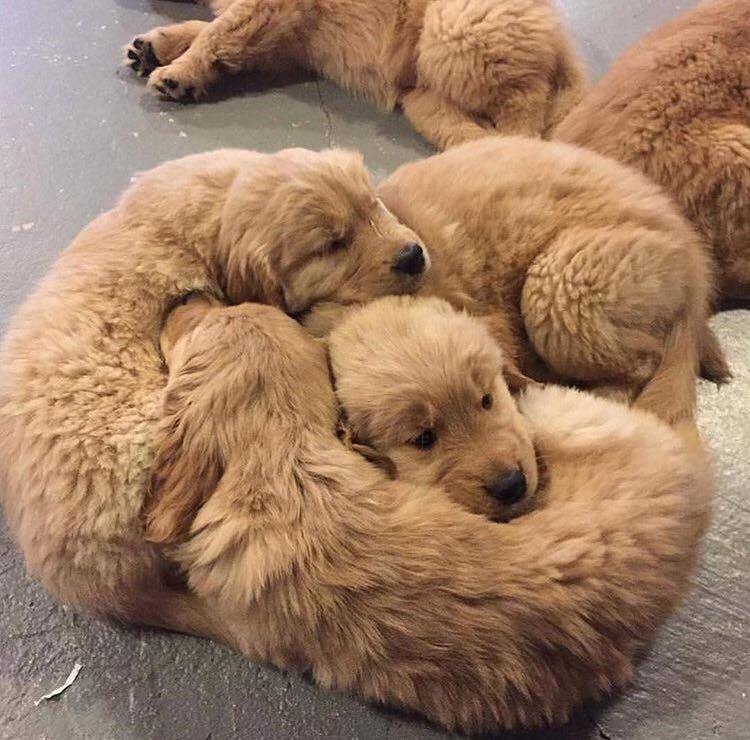 doggosource:  circle of floof