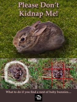 musicalbunny:  I think this is necessary to post. I see a lot of people “saving” bunnies.  &ldquo;*Bunnies are one of the most frequently “kidnapped” mammal species.*Mothers dig a very shallow nest in the ground that is easily uncovered when mowing