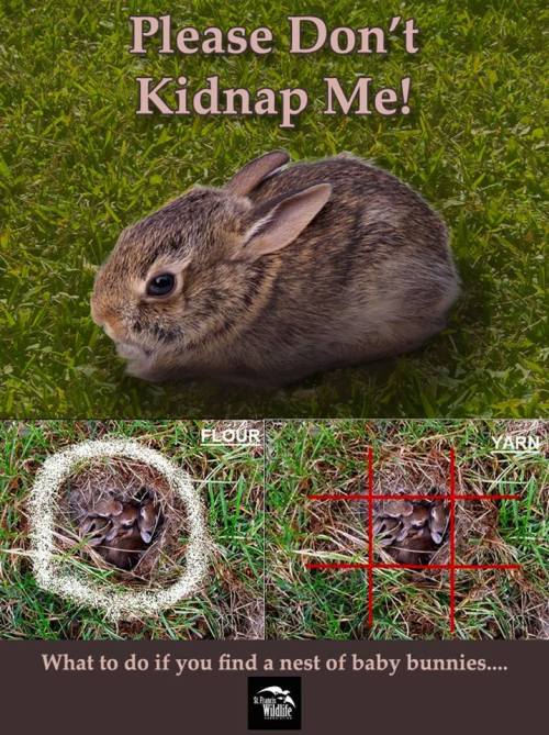 kazuha159:
flashinglightsandecstasy:

musicalbunny:

I think this is necessary to post. I see a lot of people “saving” bunnies.

“*Bunnies are one of the most frequently “kidnapped” mammal species.*Mothers dig a very shallow nest in the ground that is easily uncovered when mowing or raking the yard. If you find a rabbit nest-leave it alone!!*Mother rabbits only return to the nest two or three times a day, usually before dawn and right after dusk. *To determine if they are orphaned, either place a string across the nest in a tic-tac-toe shape or circle the nest with flour. Check the nest the next day. If the string or flour is disturbed, the mother has returned. If not, take the bunnies to a rehabilitator.* A bunny that is bright eyed and 4-5 inches long is fully independent and does NOT need to be rescued!*If you find a bunny that does need to be rescued, put it in a dark, quiet location. Bunnies are a prey species and while they may look calm, they are actually very, very scared!”


Never knew this, keeping this for reference

As a student of Veterinary Medicine I can completely confirm this! Do NOT take them out of their nest unless you’re 100% sure that the mother did not come back for them after at least one day! 